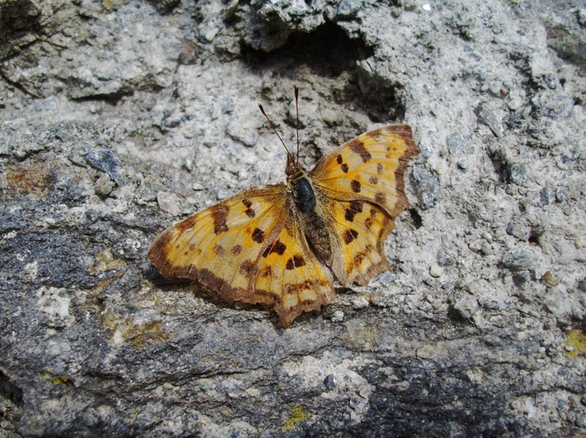 Farfalle di Valtellina, Valchiavenna, V.Poschiavo, Bregaglia